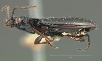Media type: image;   Entomology 5506 Aspect: habitus lateral view